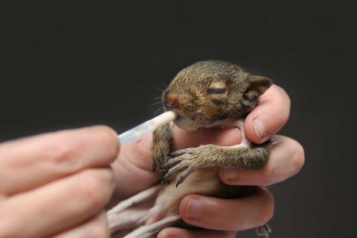 Do Baby Squirrels Drink Water?