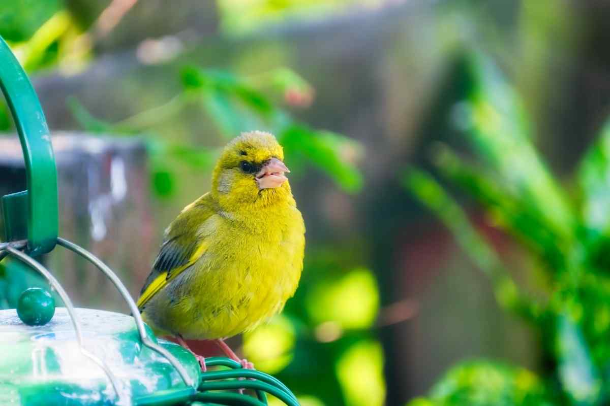 How to Attract Green Finches to Your Garden