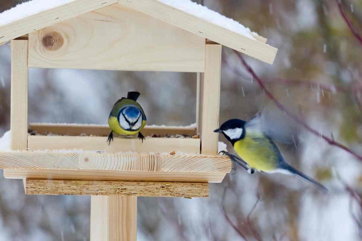 Will Birds Starve If I Stop Feeding Them?