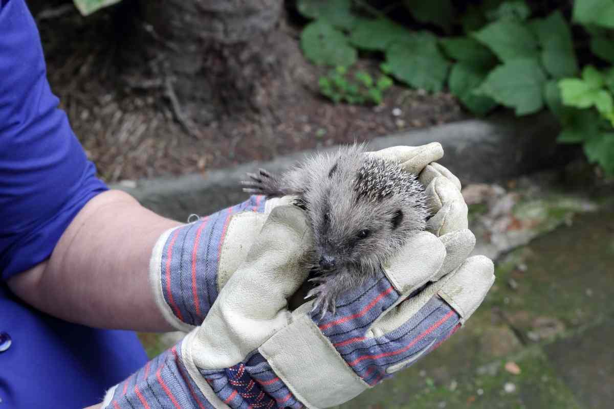 Are Hedgehogs Messy?
