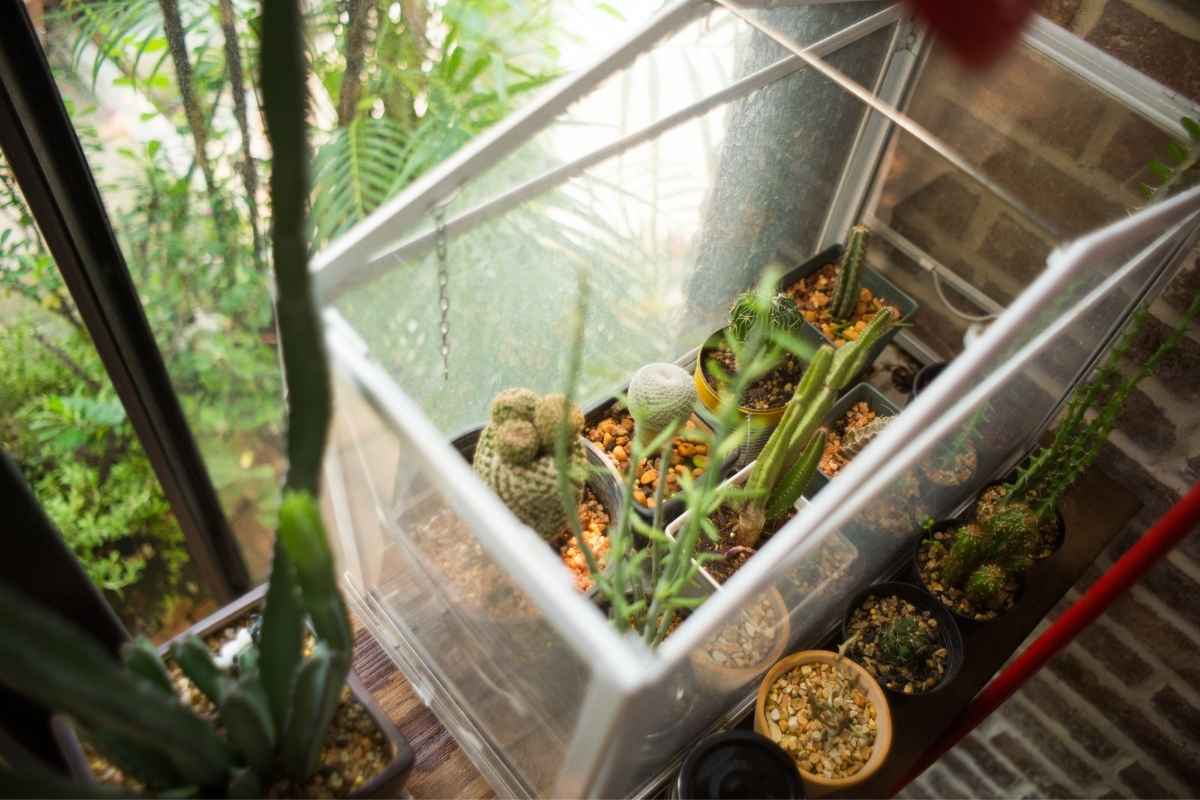 How to Prune Terrarium Plants?