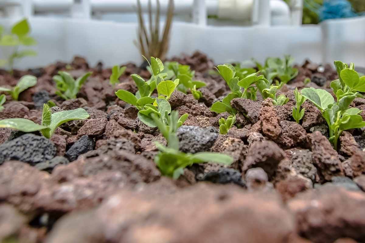 Vermiponics – Aquaponics without Fish Explained