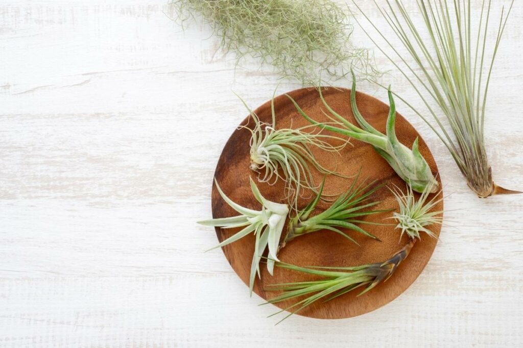 How Do You Take Care of Air Plants Mounted on Wood