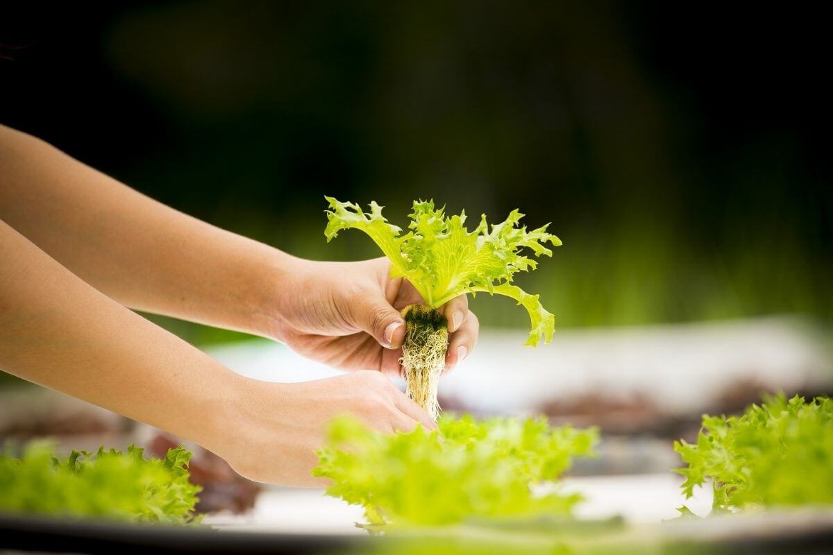 Best pH Level for Hydroponic (Hydroponic pH Level Chart)