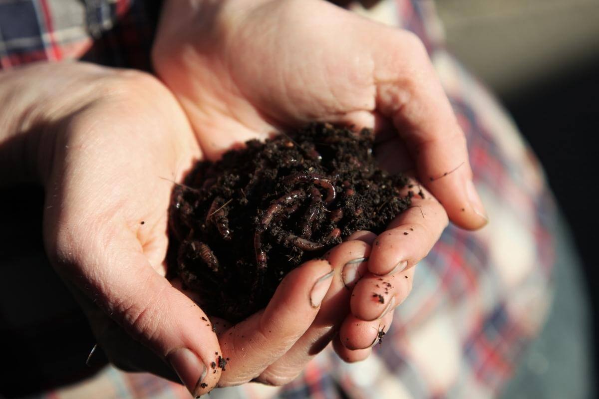 Can I Put Compost Worms in My Garden?