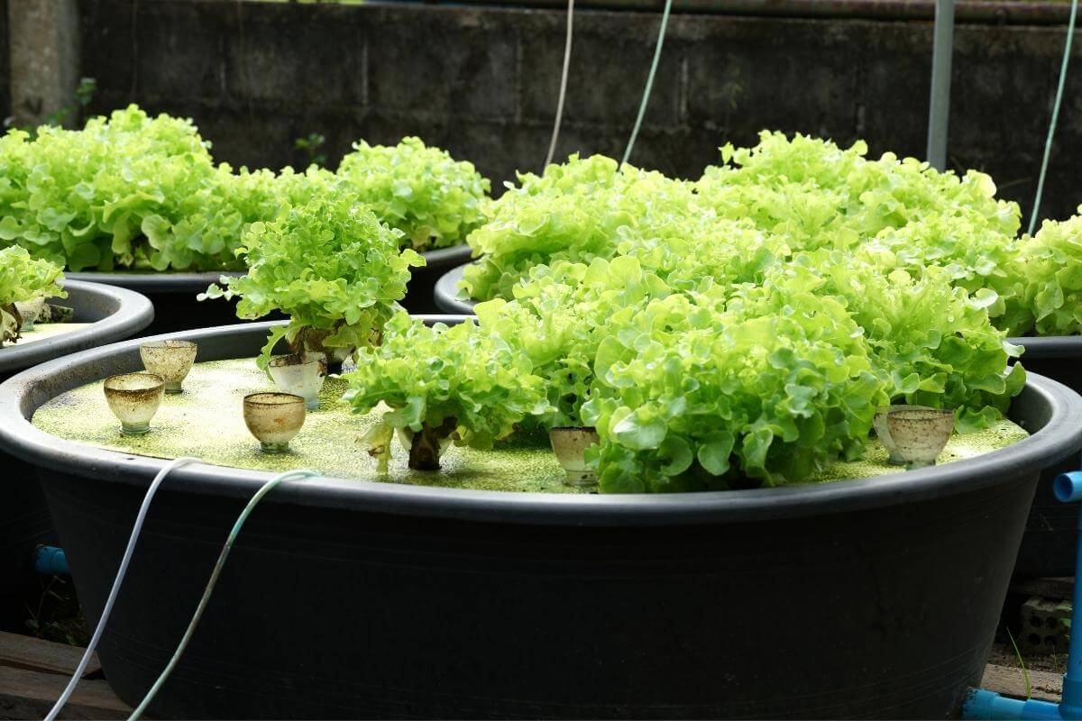 Does Aquaponics Need Sunlight?