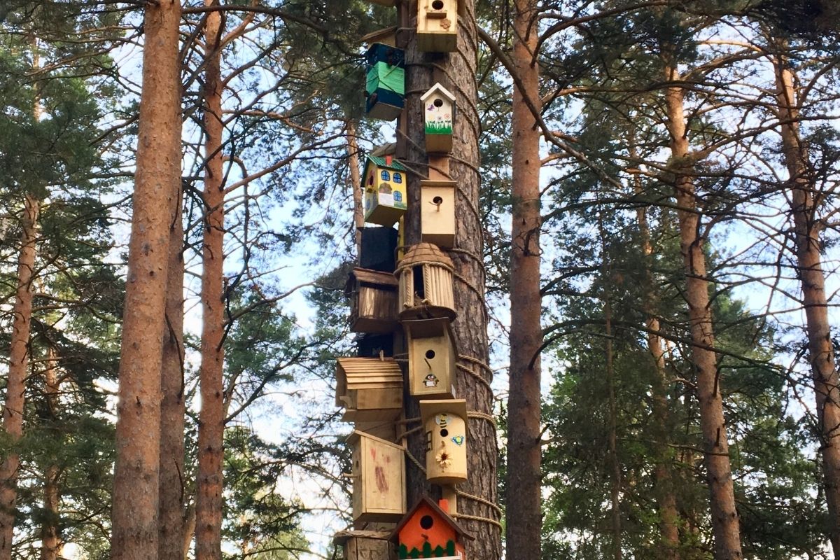 How Close Can Birdboxes Be?