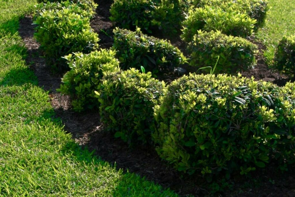 How Much Compost Should I Put Around Shrubs?