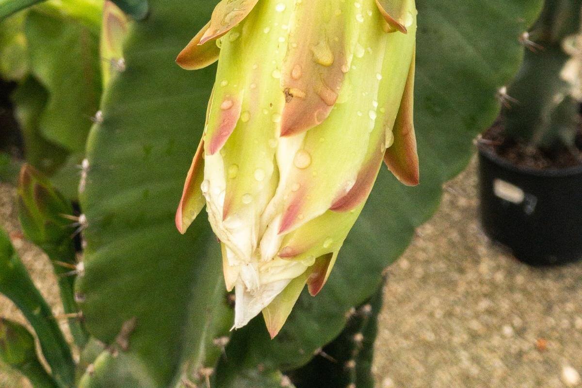 How Often to Water Outdoor Cactus?