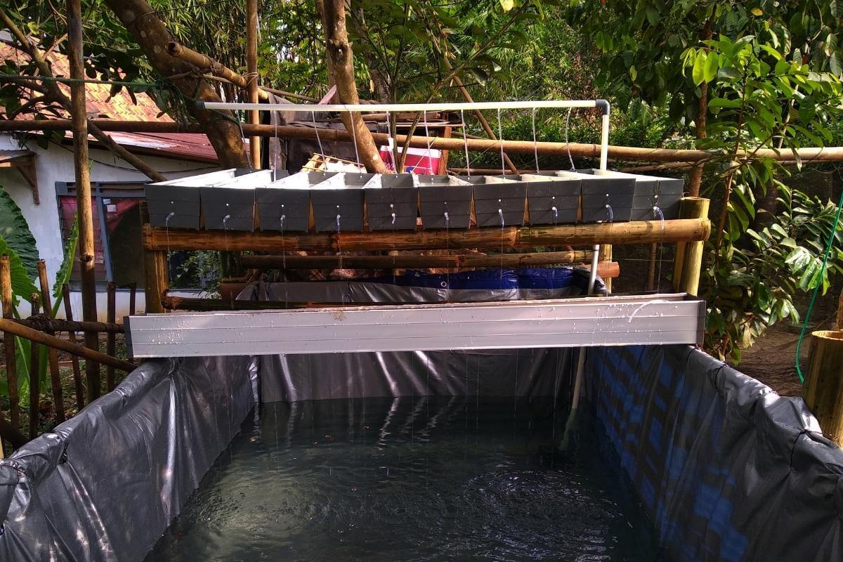 How to Care for Fish in Aquaponics