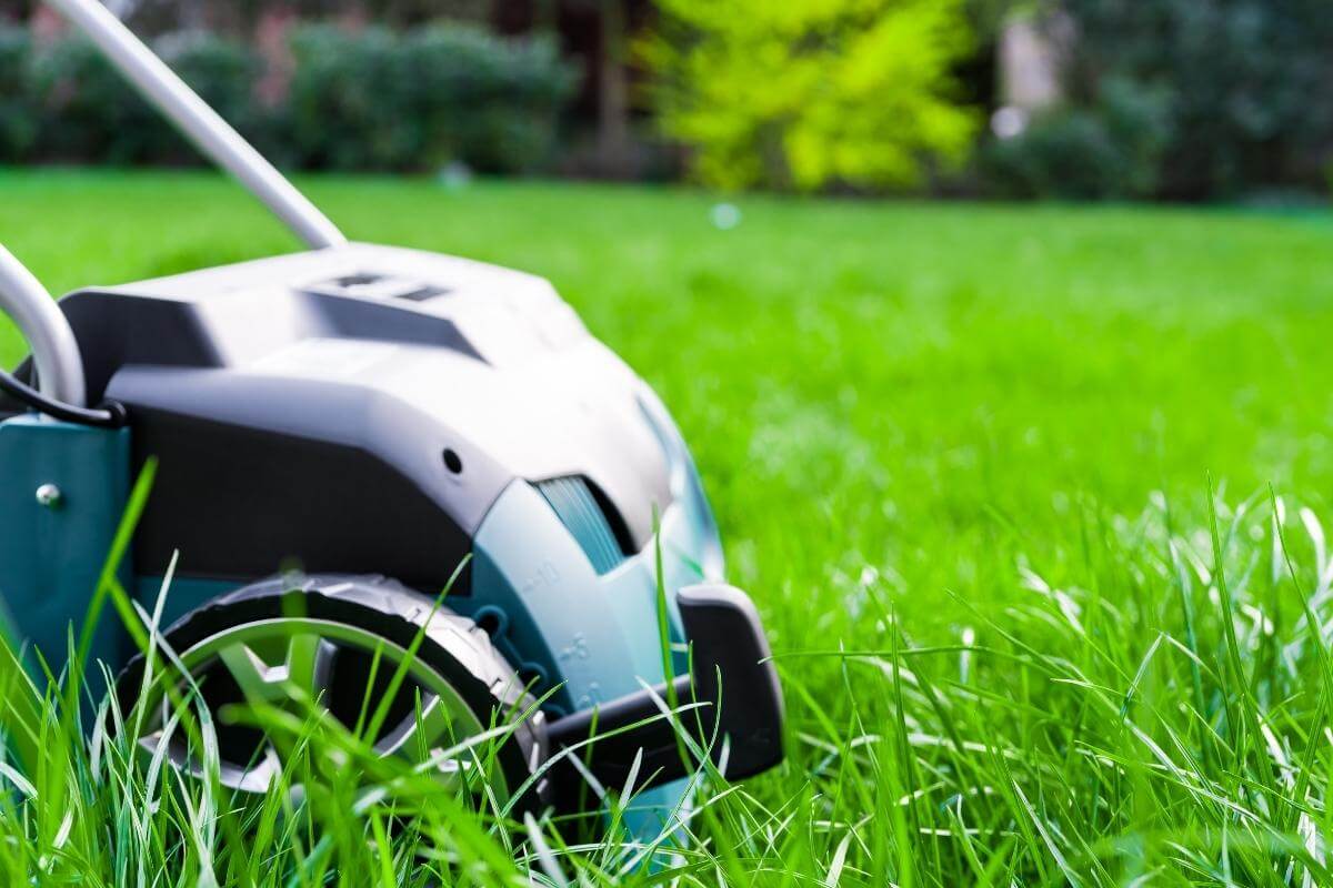 How to Revive a Lawn After Scarifying
