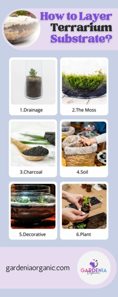 How to Layer Terrarium Substrate?