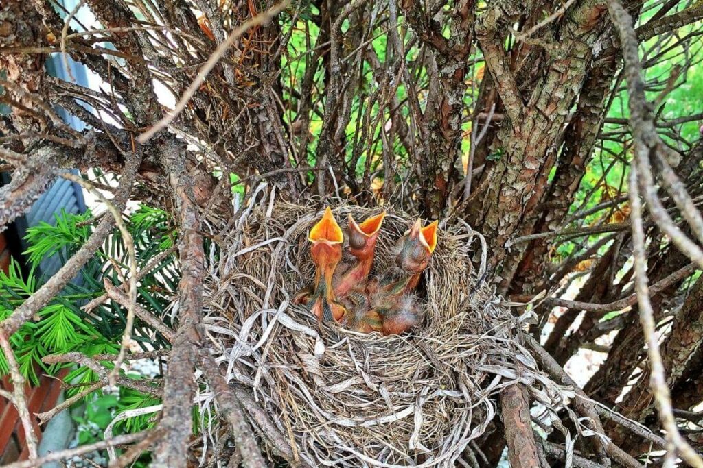 What Do Newborn Robins Eat?