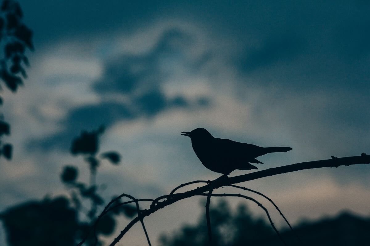 Where Do Blackbirds Sleep?