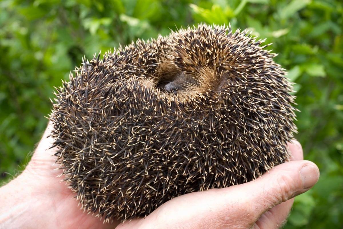 Why Do Hedgehogs Curl Up In a Ball?