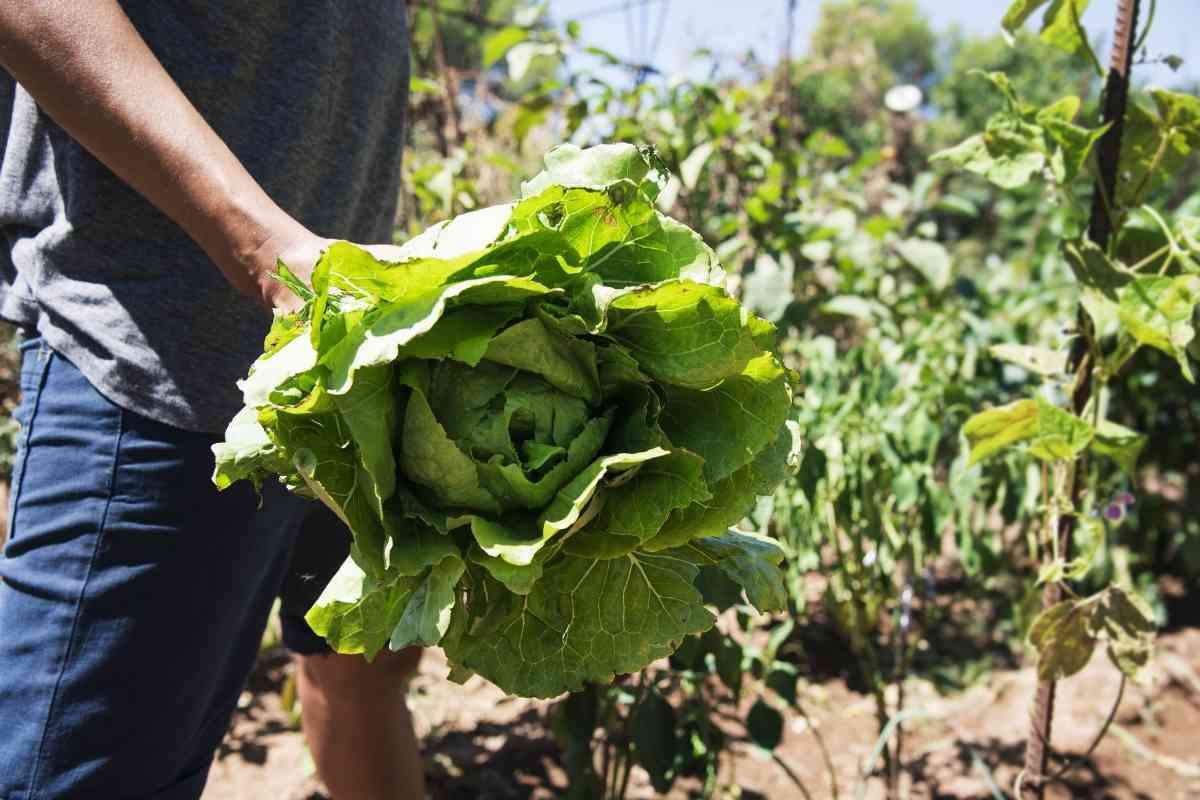 Why Is My Romaine Lettuce Growing Tall?