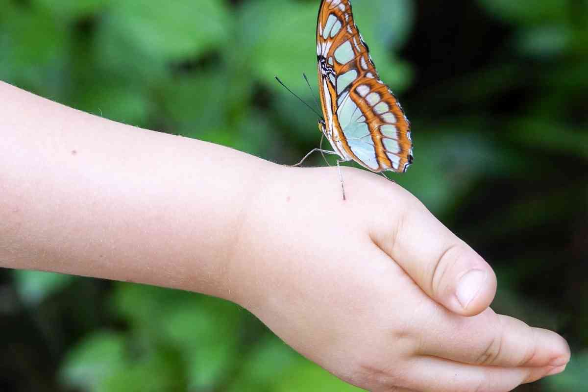 Do Butterflies Drink Blood?