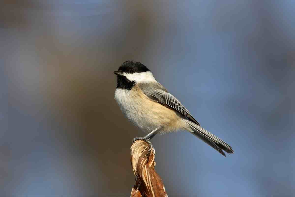What Is the Most Common Bird in Massachusetts?