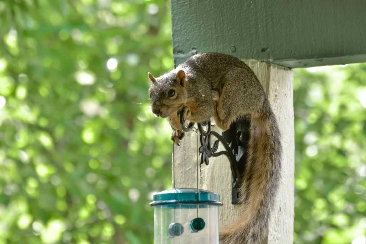 squirell attacking a bird feeder