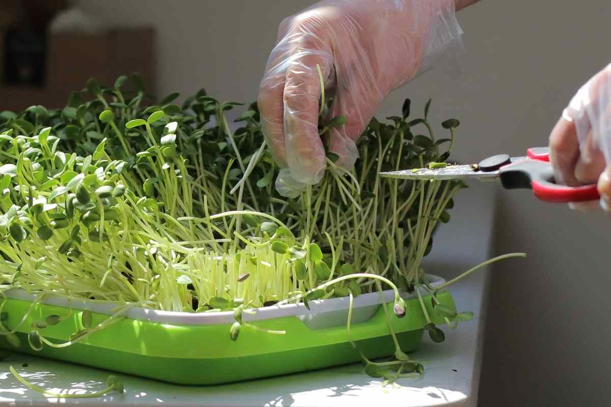 5 Microgreens That Regrow After Cutting