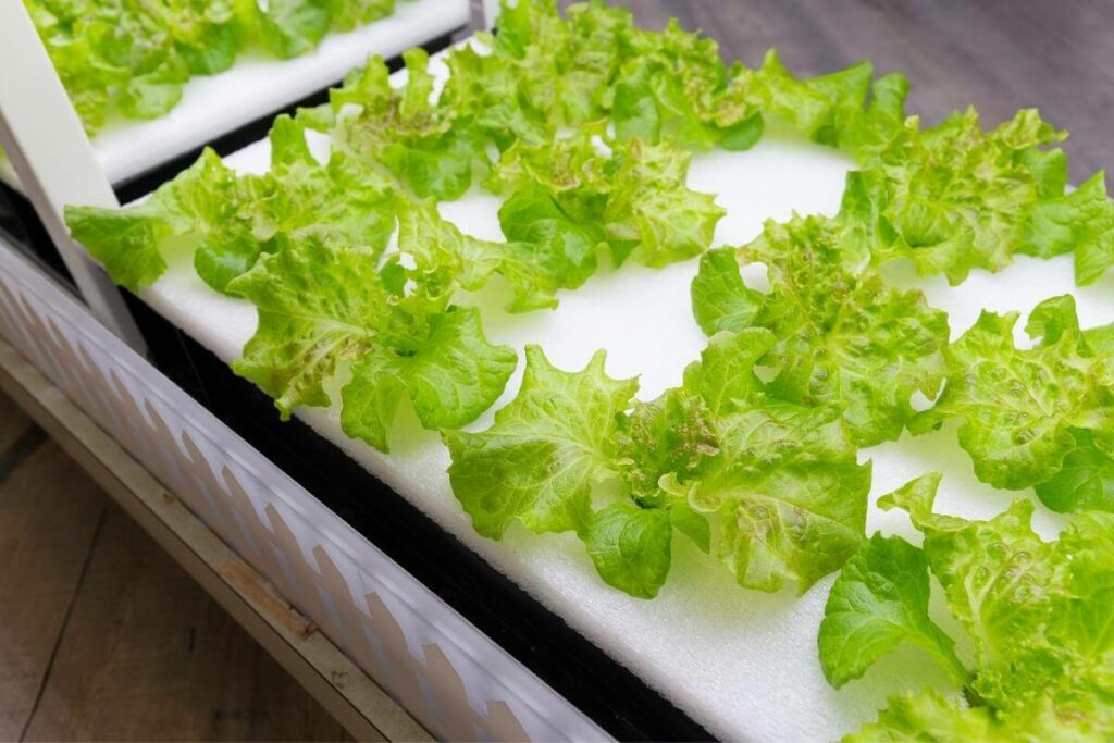 Aeroponics systems