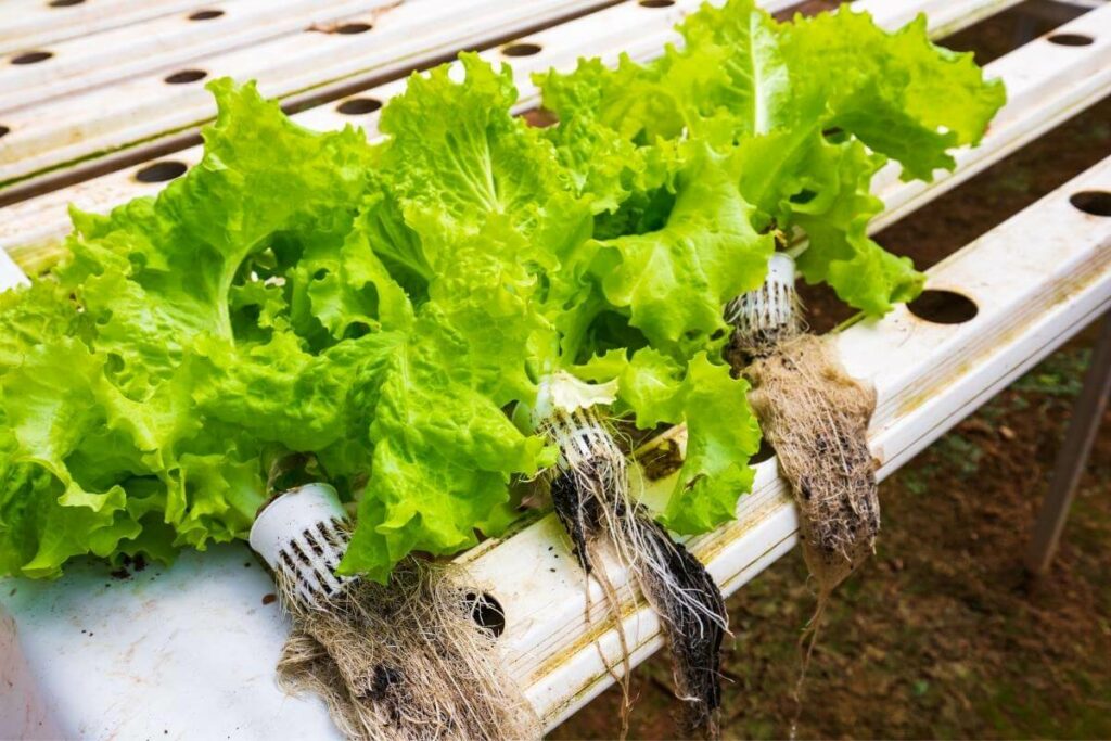 Healthy plants on aeroponics systems