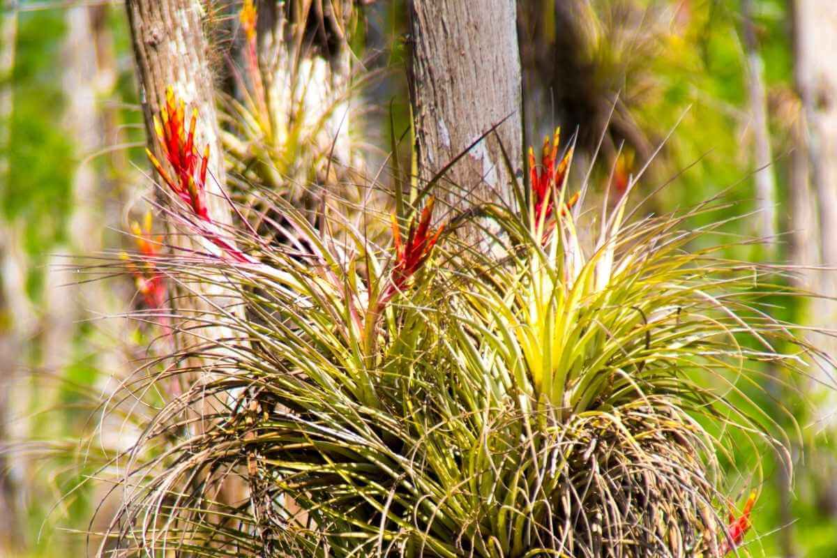 Do Air Plants Grow Bigger?