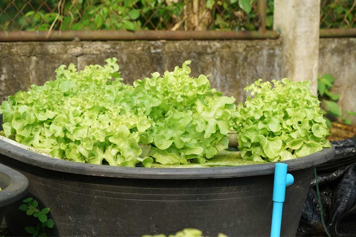 Aquaponics Nitrate Levels Guide
