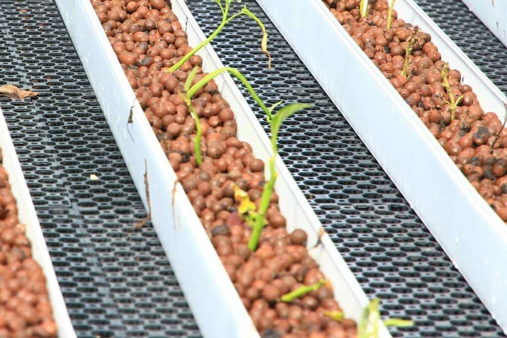 Plant Spacing In Aquaponics