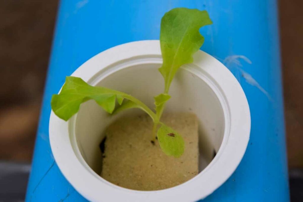 Planting in Aquaponics waiting time