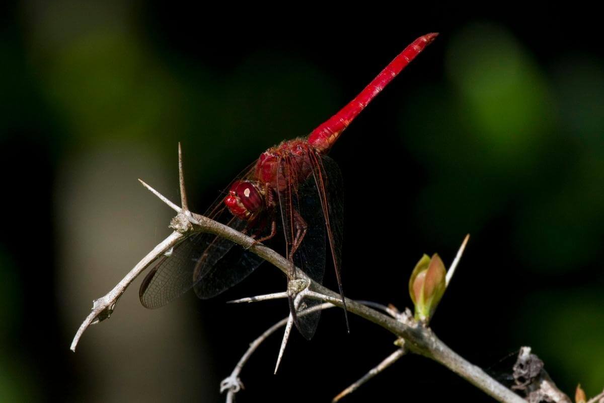 Are Dragonflies Good for the Garden? (Pros and Cons)