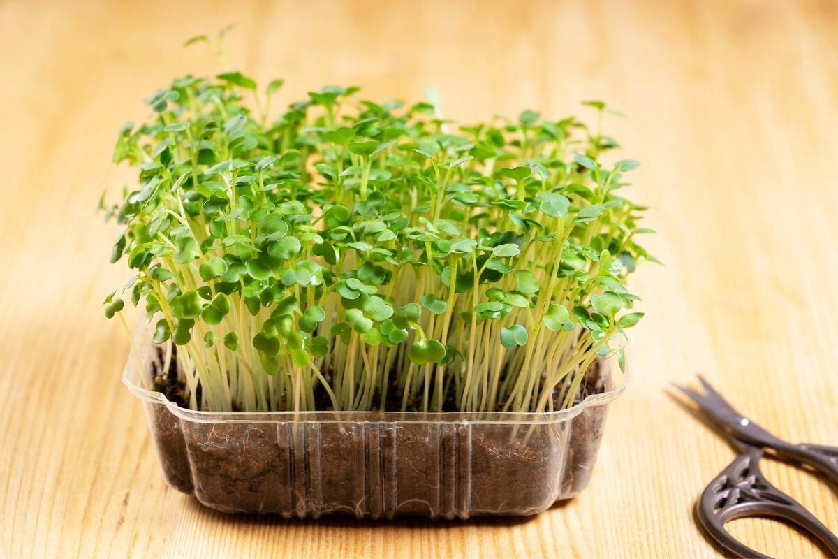 Arugula Microgreens Vs Arugula