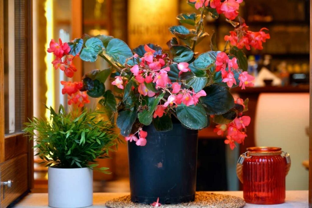 Begonia Plant in bathroom