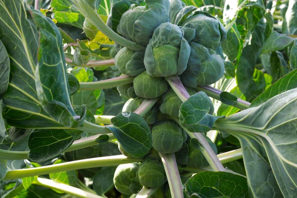 Best fertilizer for brussel sprouts
