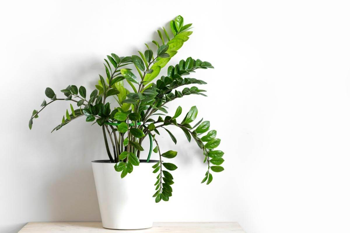 Best Plants for Offices with No Windows