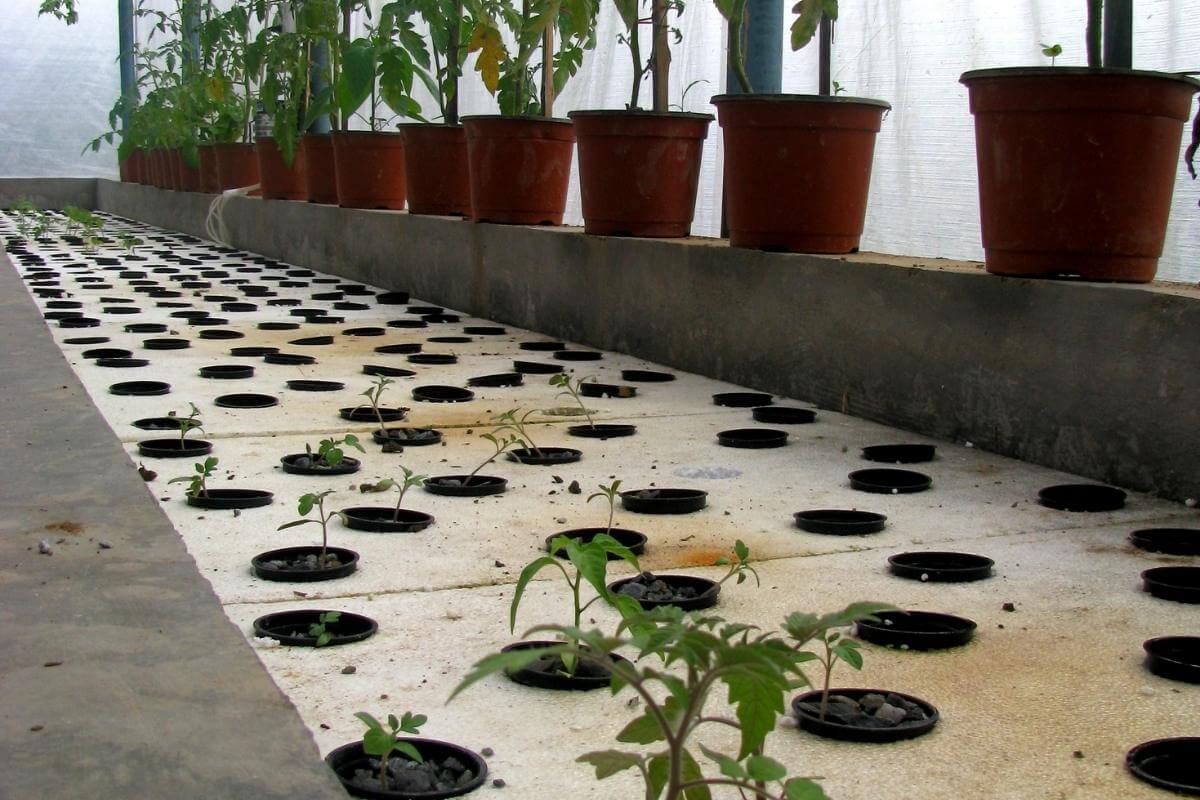 10 Best Plants for Small Scale Aquaponics