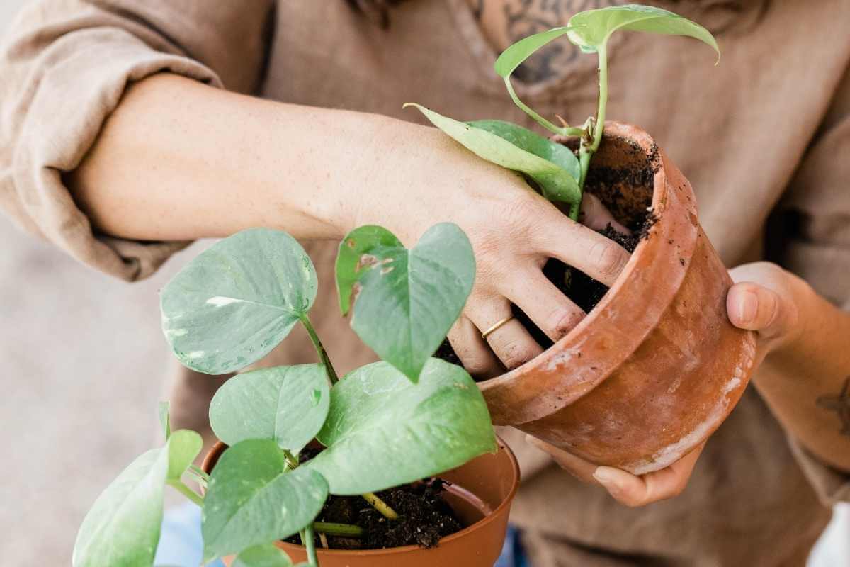Best Potted Plants for Full Sun