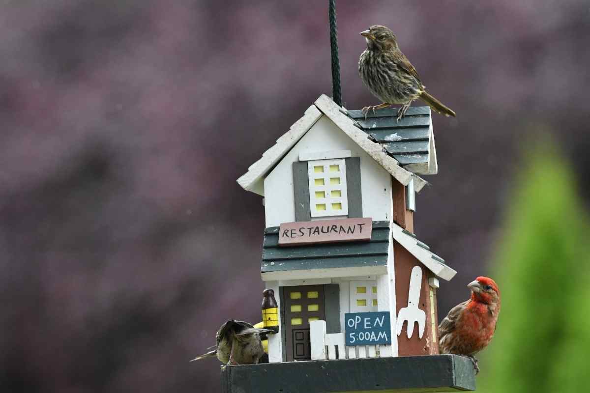 Why Do Birds Throw Seeds Out of Feeders?