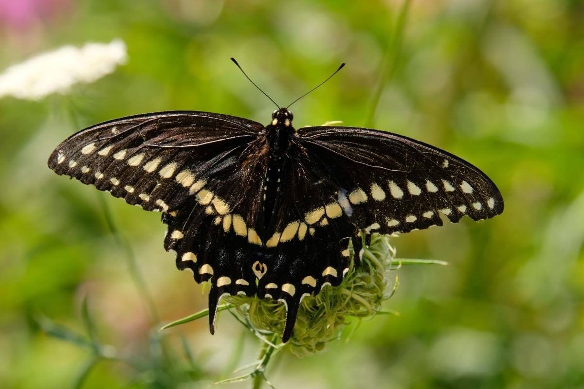 Black Swallowtail Male vs Female – How Do You Tell?