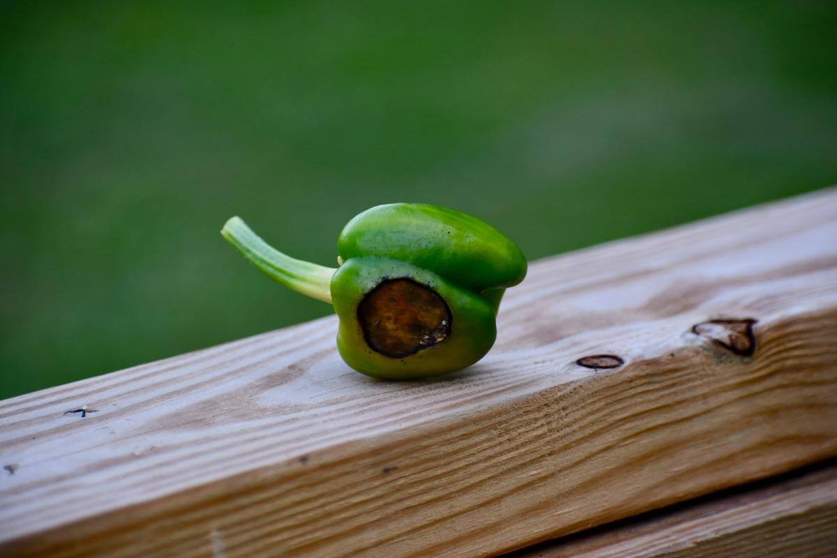 Brown Spots on Bell Peppers: What Does It Mean?