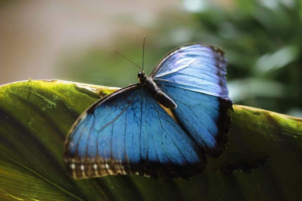 Butterfly drink flower nectar