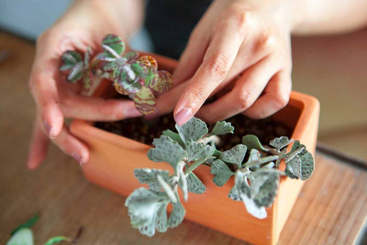 Can Cacti and Succulents Be Planted Together?