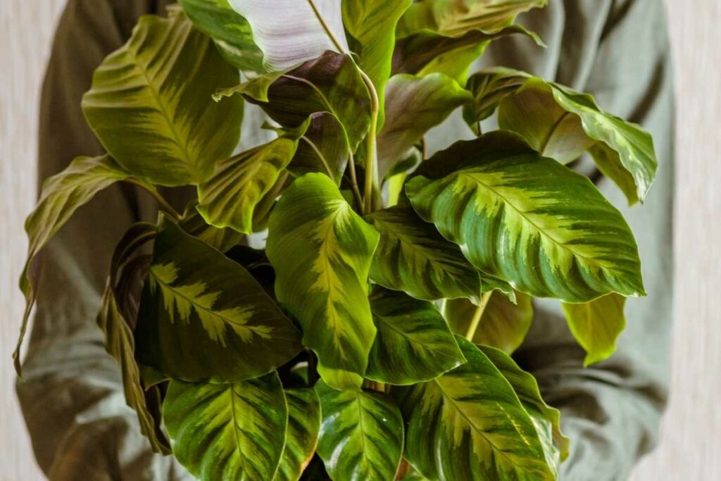 Calathea plant in bathroom