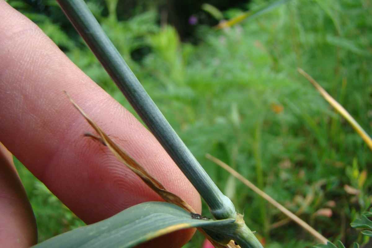 Can You Drown Aphids? (Get Rid of Them from Your Backyard)