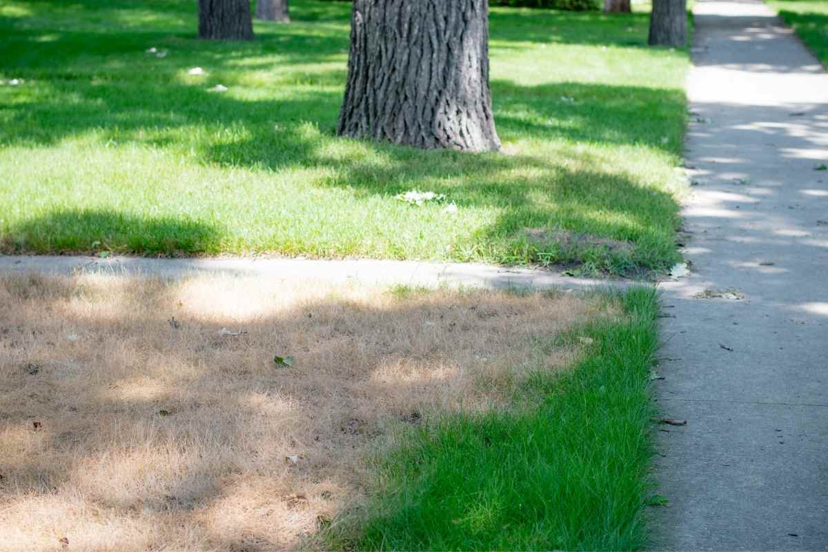 Can You Overseed Dead Sod?