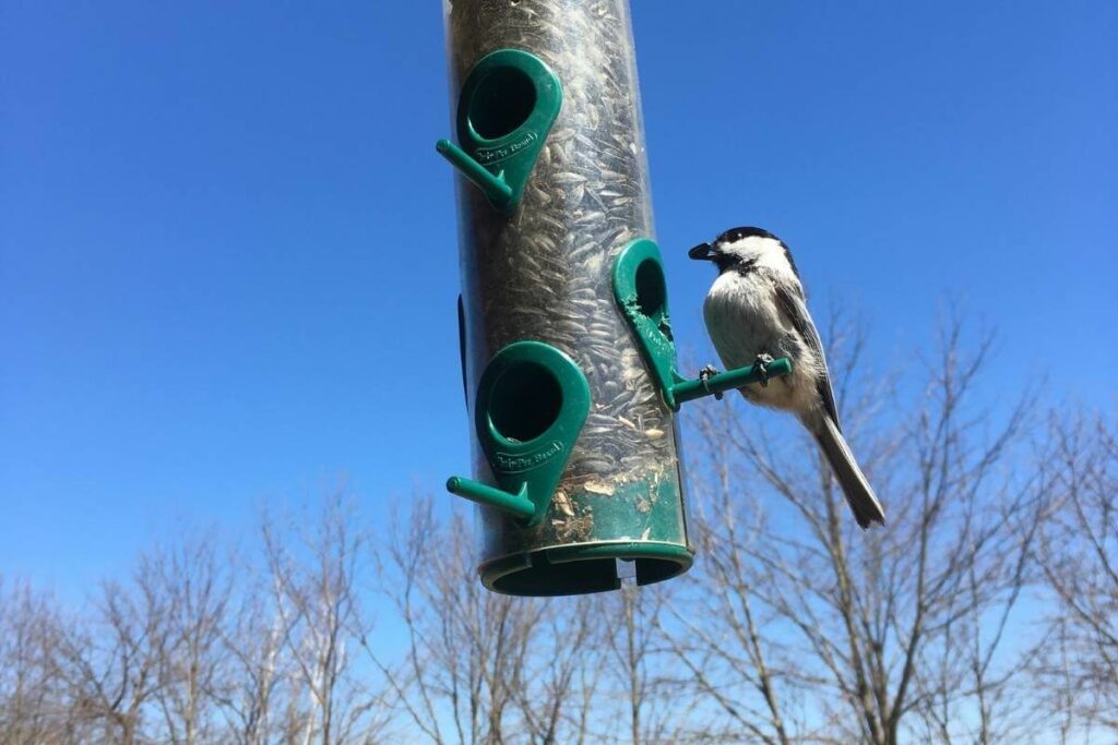 Bird Types and activity