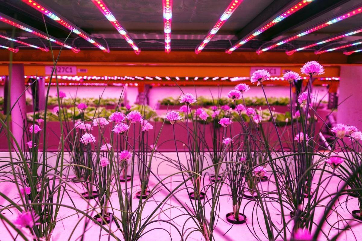 How to Choose the Best Growing Medium for Drip System