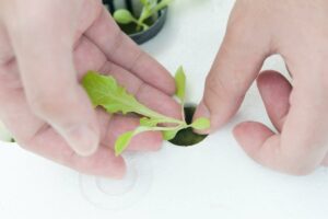 Clones Not Rooting In Aeroponic Cloner