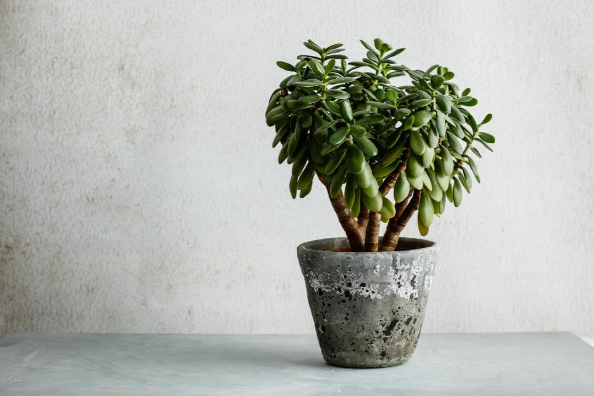 Your Complete Guide to Growing Jade Plants