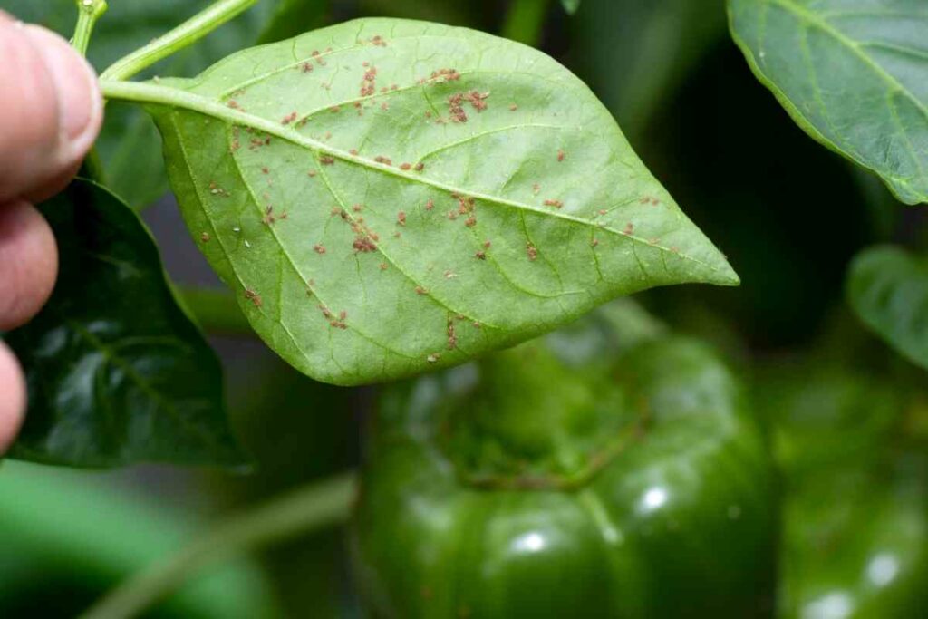 How to Control Aquaponics Aphids